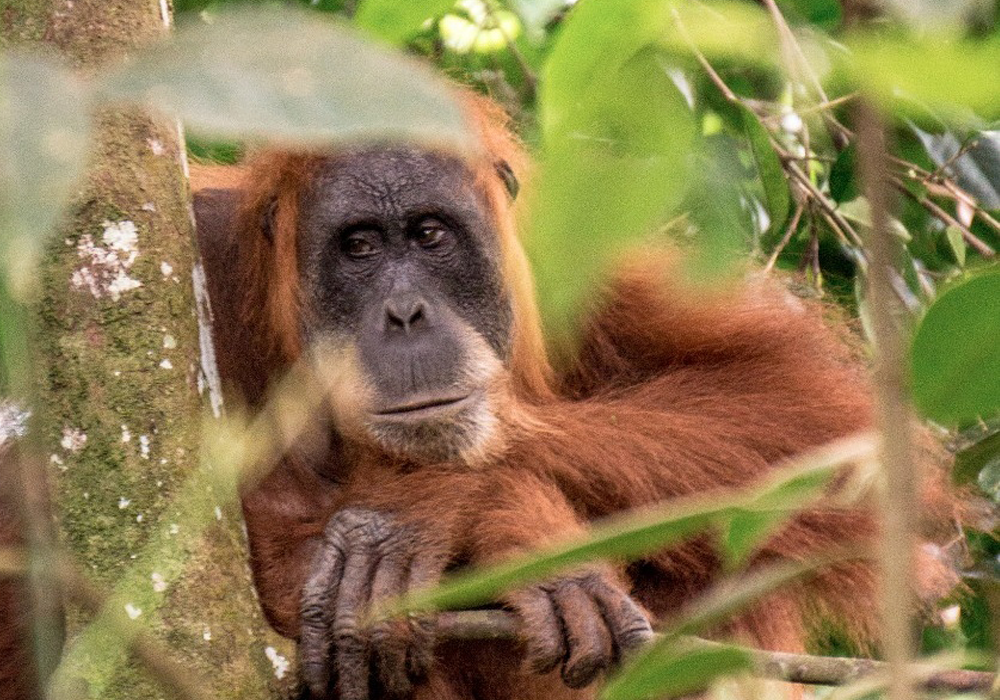 Bukit Lawang's Orang Uyan