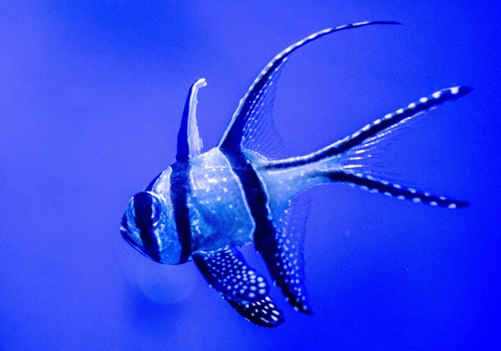 Banggai's Cardinal-fish