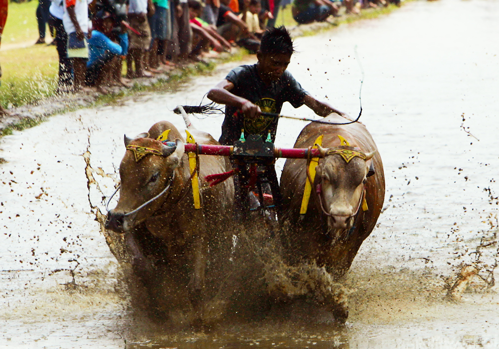 Bull Race - East Java