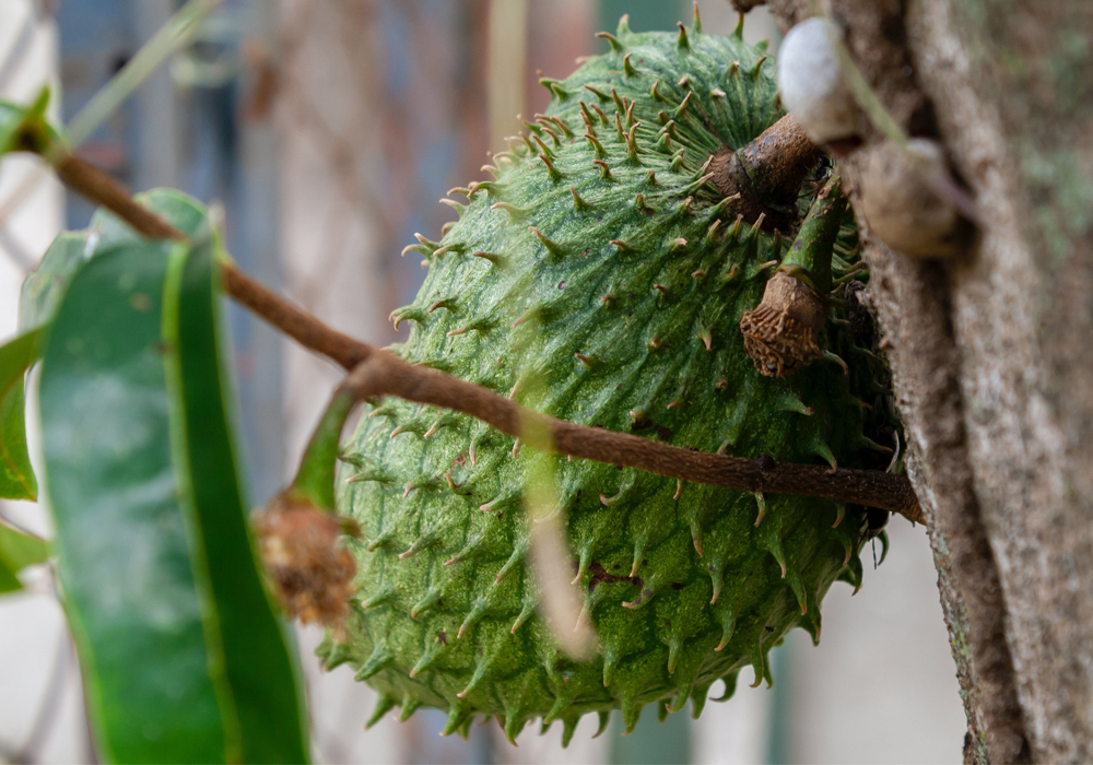 Soursop