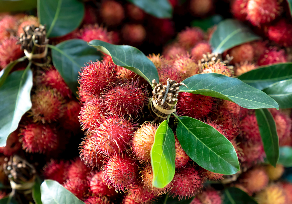 Rambutan