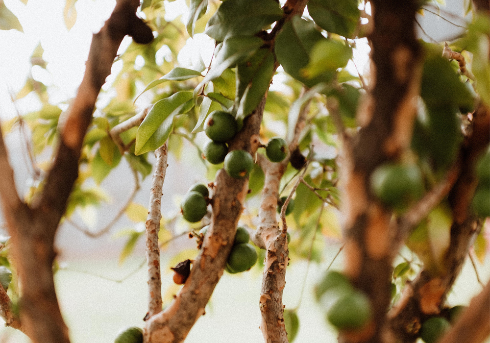 Jabuticaba