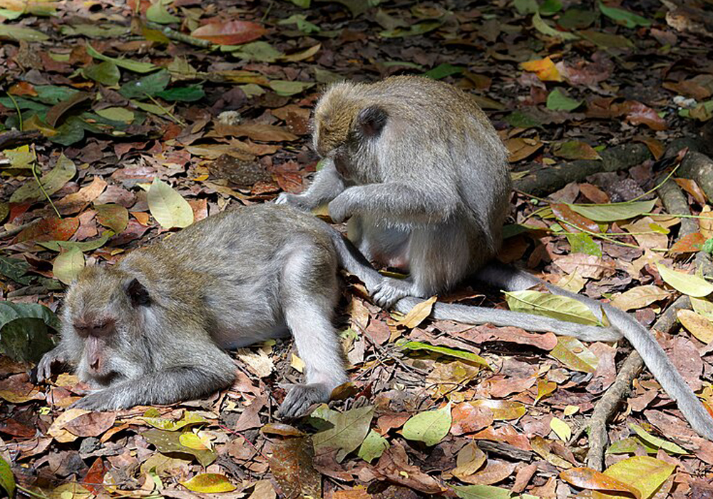 Monkey at Monkey Forest 