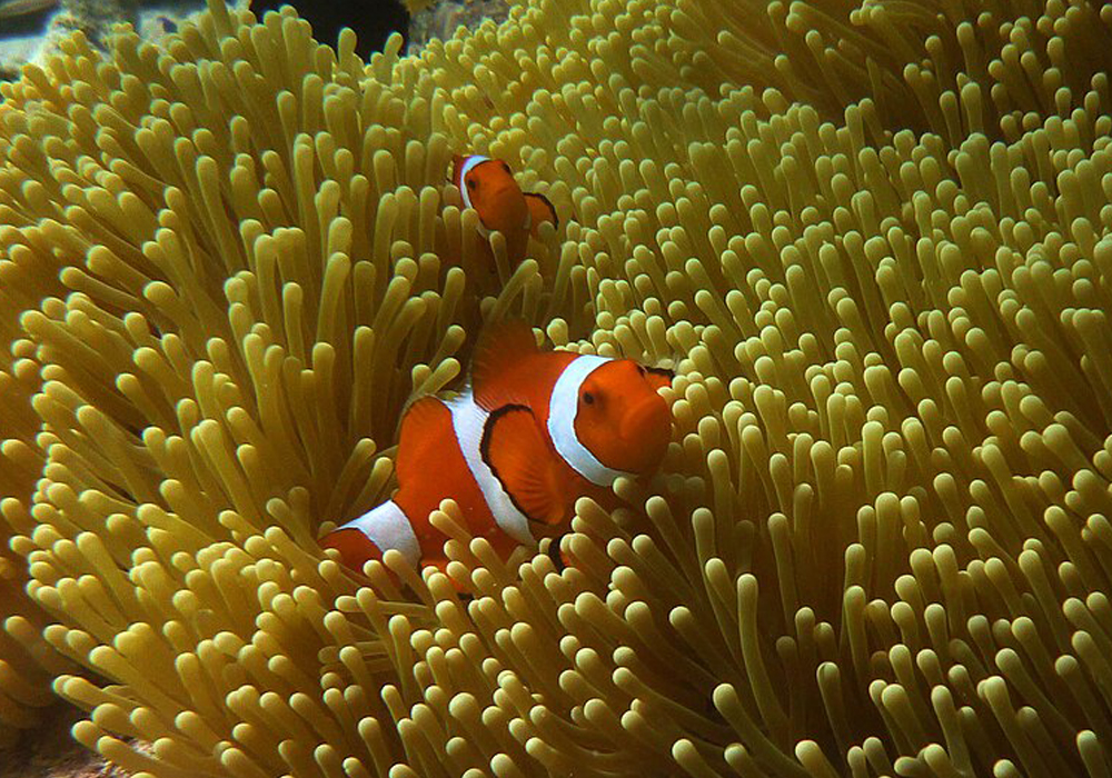 Amphiprion ocellaris in Maratua